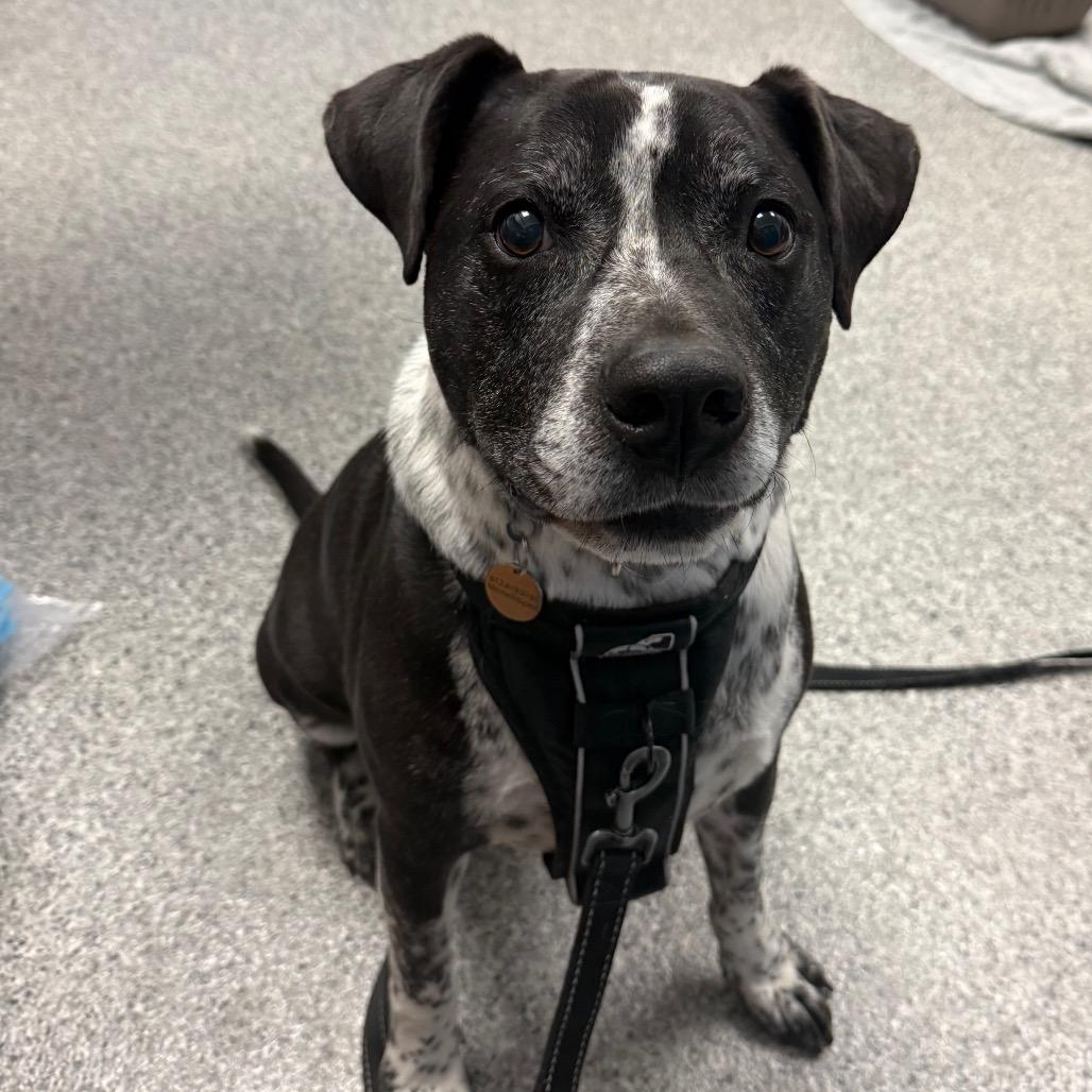 Enlarge Hudson, a Adoptable mixed breed in Chaska, MN image 3/5