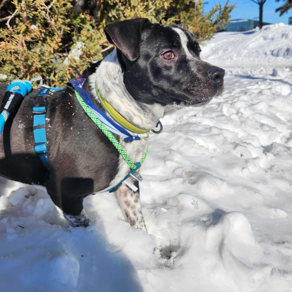 Enlarge Hudson, a Adoptable mixed breed in Chaska, MN image 4/5