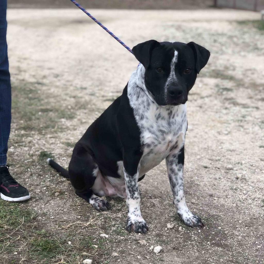 Enlarge Hudson, a Adoptable mixed breed in Chaska, MN image 5/5