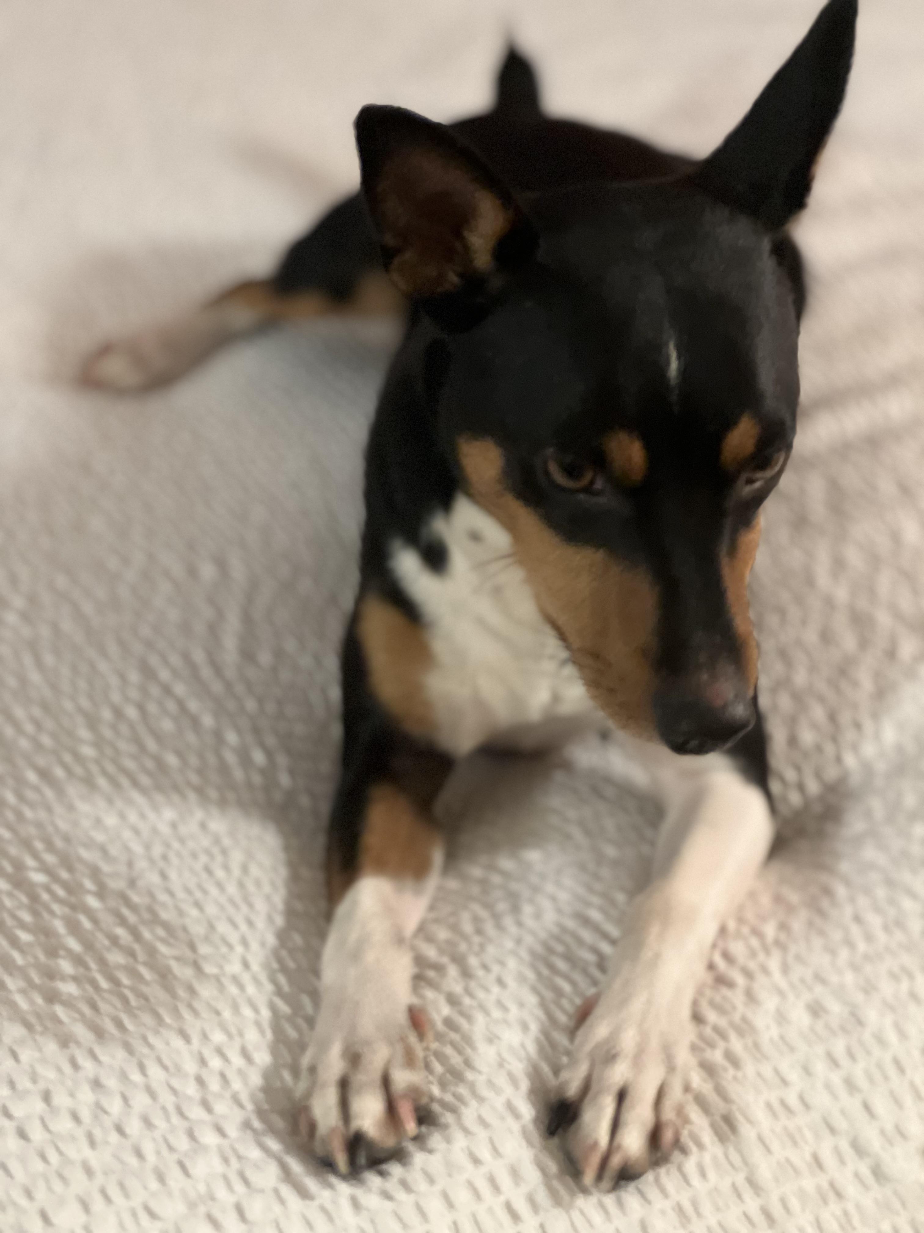 Enlarge Jax, an adopted Rat Terrier in Anchorage, AK image 1/4
