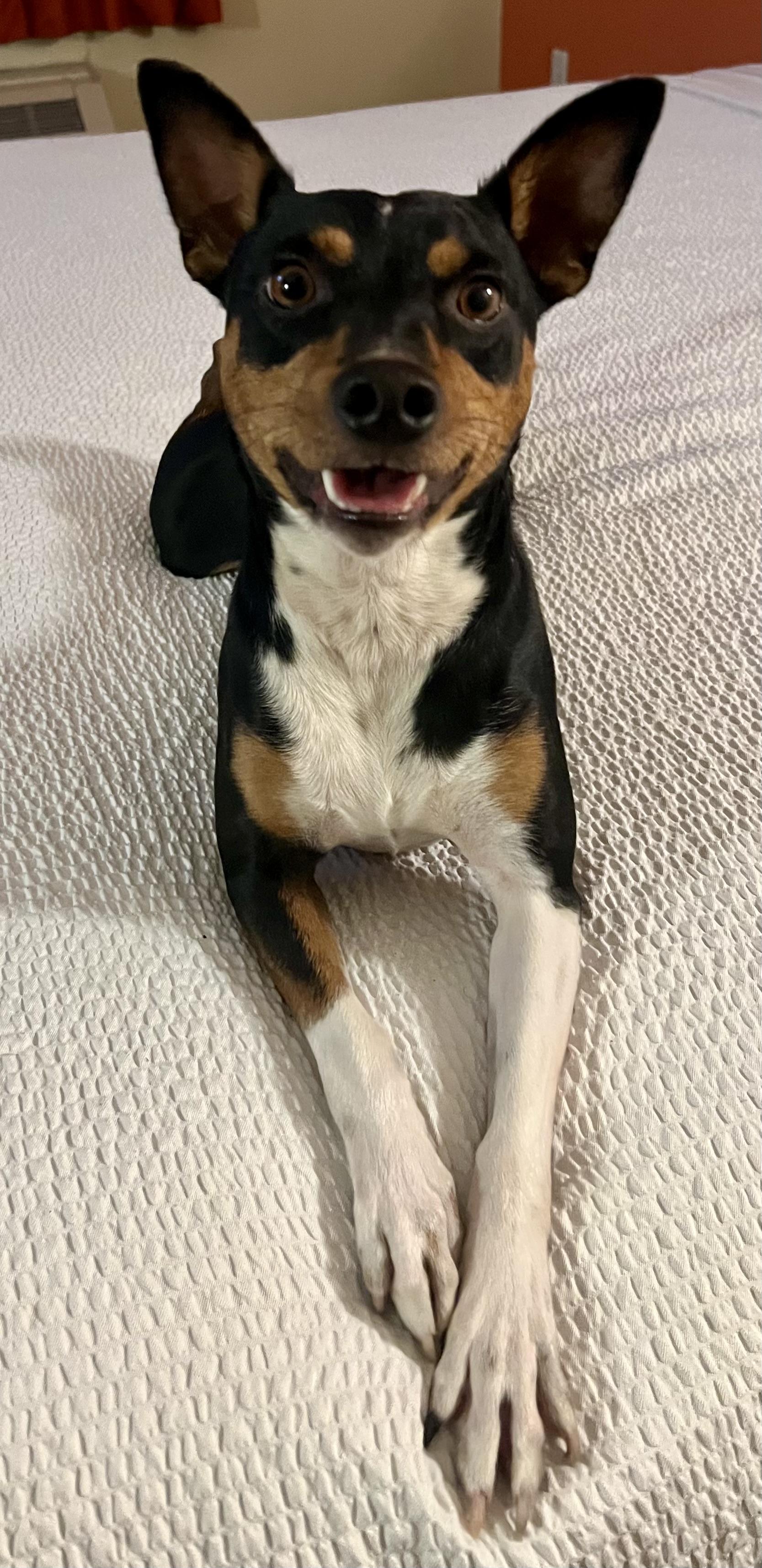 Enlarge Jax, an adopted Rat Terrier in Anchorage, AK image 2/4