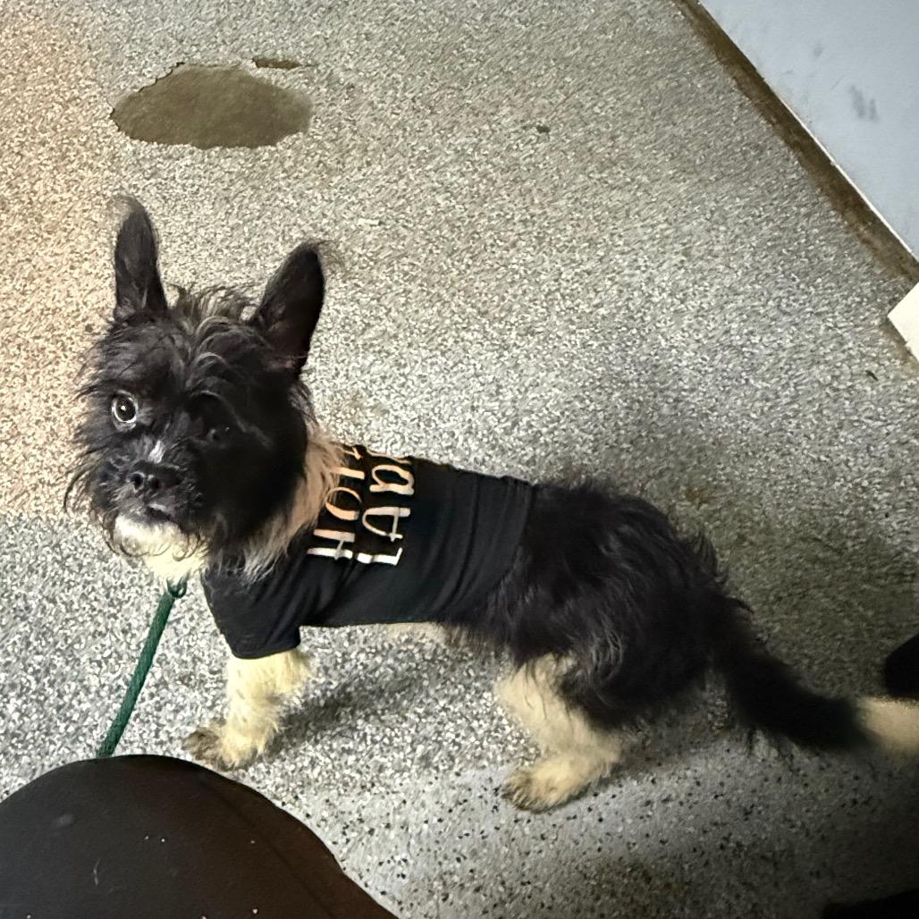 Enlarge Wookie, a Adoptable Terrier in Coos Bay, OR image 1/2