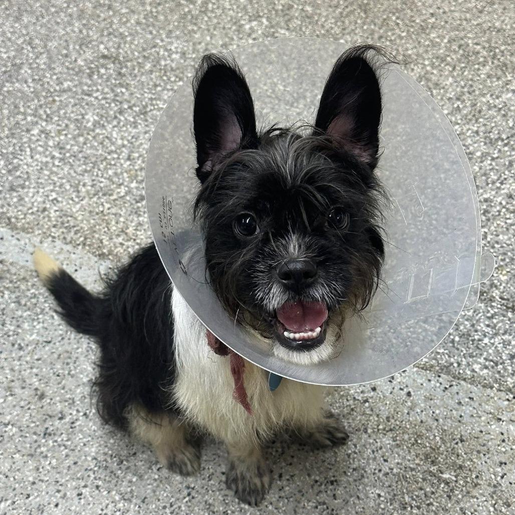 Enlarge Wookie, a Adoptable Terrier in Coos Bay, OR image 2/2