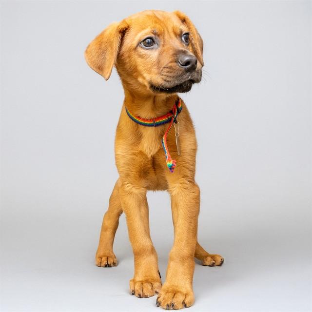 ABRAXOS, Adoptable, Puppy Male Labrador Retriever & Mixed Breed.