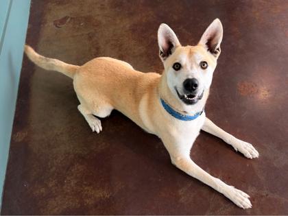 Valentino, Adoptable, Adult Male Carolina Dog & Mixed Breed.