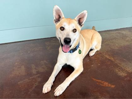 Enlarge Valentino, a Adoptable mixed breed in San Antonio, TX image 2/3