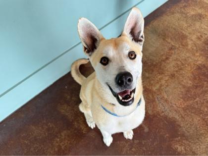 Enlarge Valentino, a Adoptable mixed breed in San Antonio, TX image 3/3
