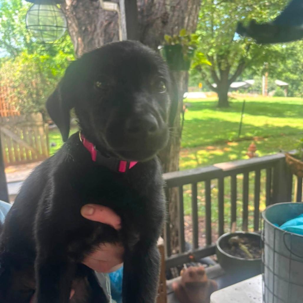 Penny(Pretty P's Litter), Adoptable, Puppy Female Black Labrador Retriever & Mixed Breed.