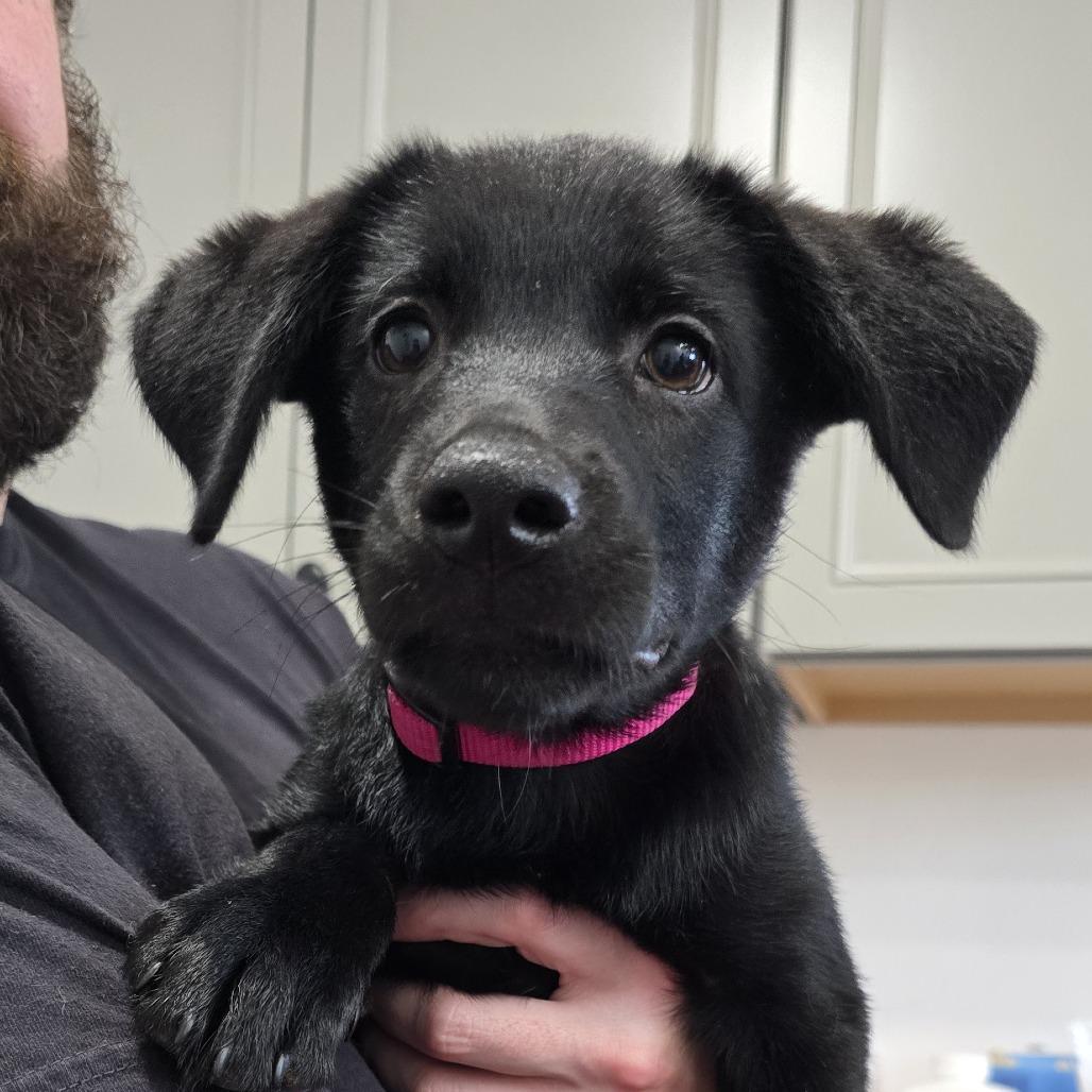 Enlarge Penny(Pretty P's Litter), a Adoptable mixed breed in Lenoir, NC image 2/6
