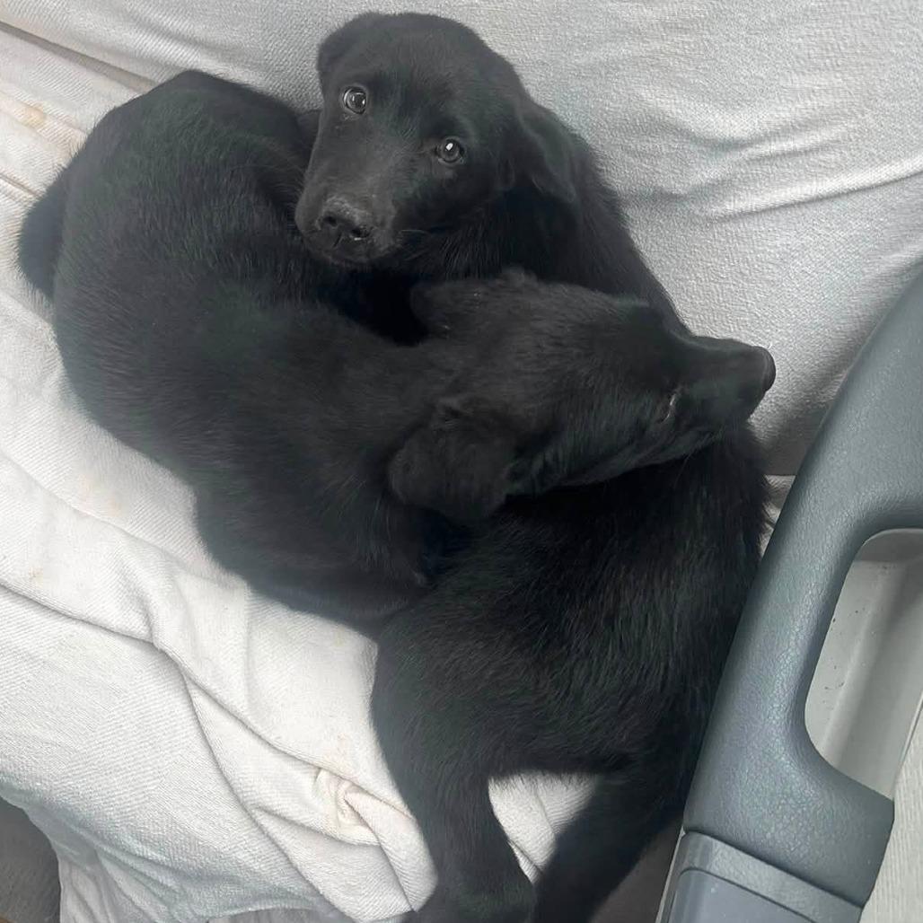 Enlarge Penny(Pretty P's Litter), a Adoptable mixed breed in Lenoir, NC image 3/6
