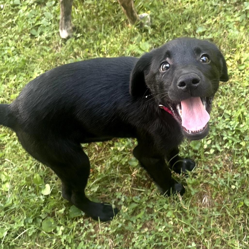 Enlarge Penny(Pretty P's Litter), a Adoptable mixed breed in Lenoir, NC image 4/6