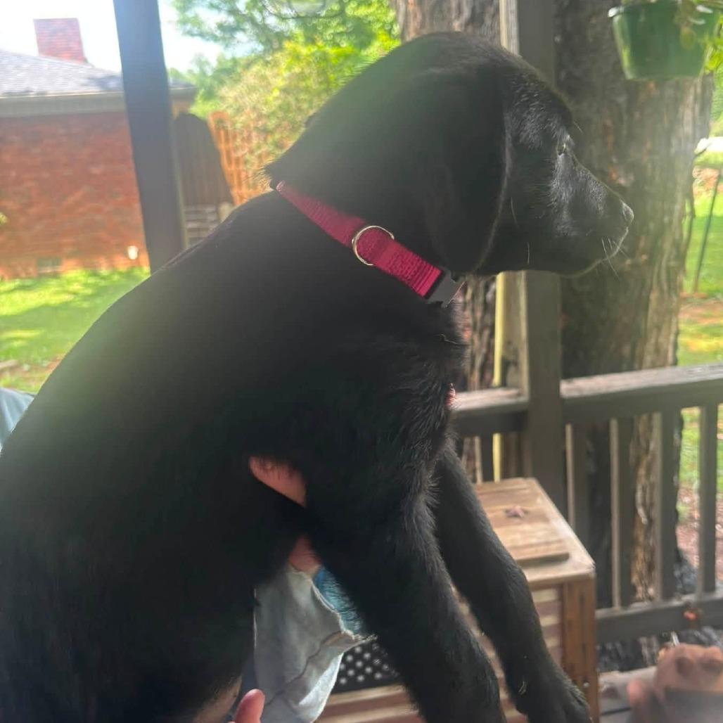 Enlarge Penny(Pretty P's Litter), a Adoptable mixed breed in Lenoir, NC image 5/6