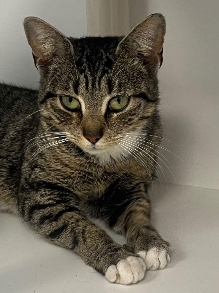 Enlarge 26-048 Tabbytha, a Adoptable Domestic Short Hair in Tarboro, NC image 1/1