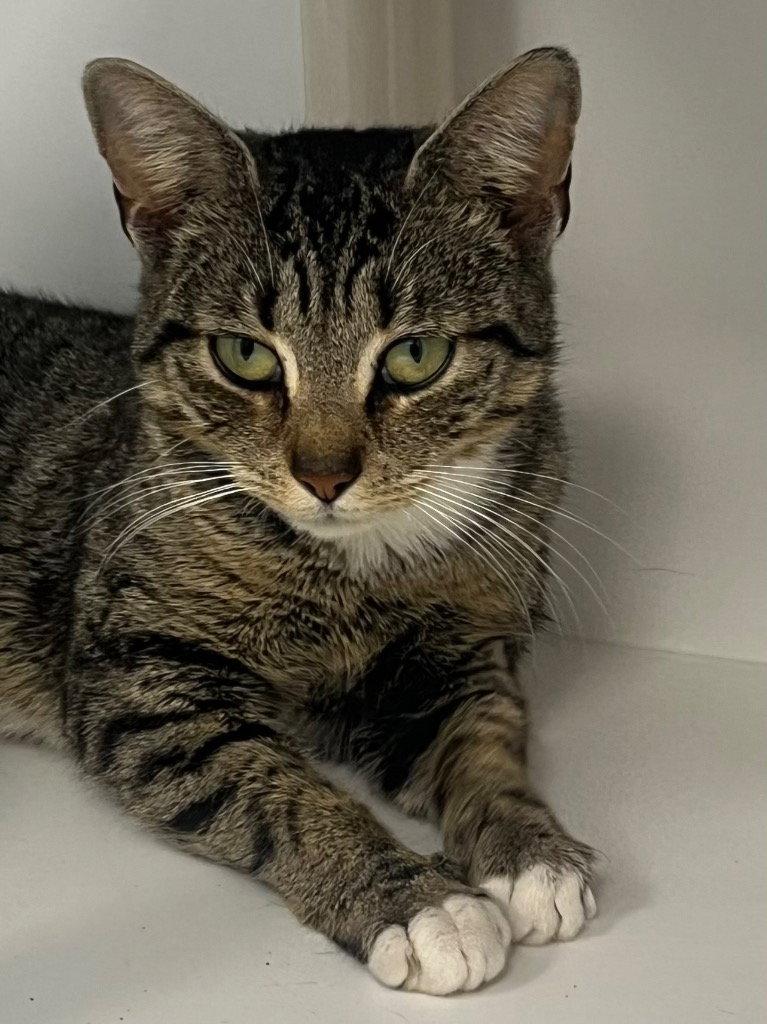 26-048 Tabbytha, Adoptable, Young Female Domestic Short Hair.