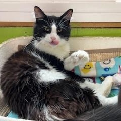 Enlarge Maverick, a Adoptable mixed breed in Bolingbrook, IL image 2/6