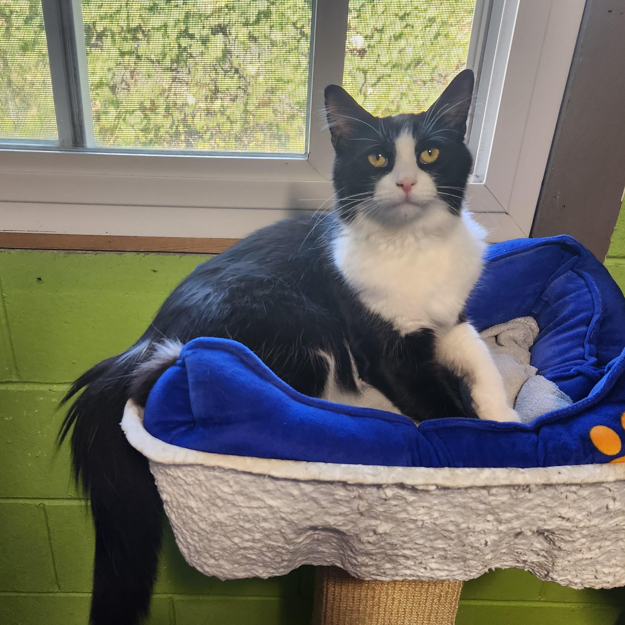 Enlarge Maverick, a Adoptable mixed breed in Bolingbrook, IL image 3/6