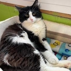 Enlarge Maverick, a Adoptable mixed breed in Bolingbrook, IL image 4/6