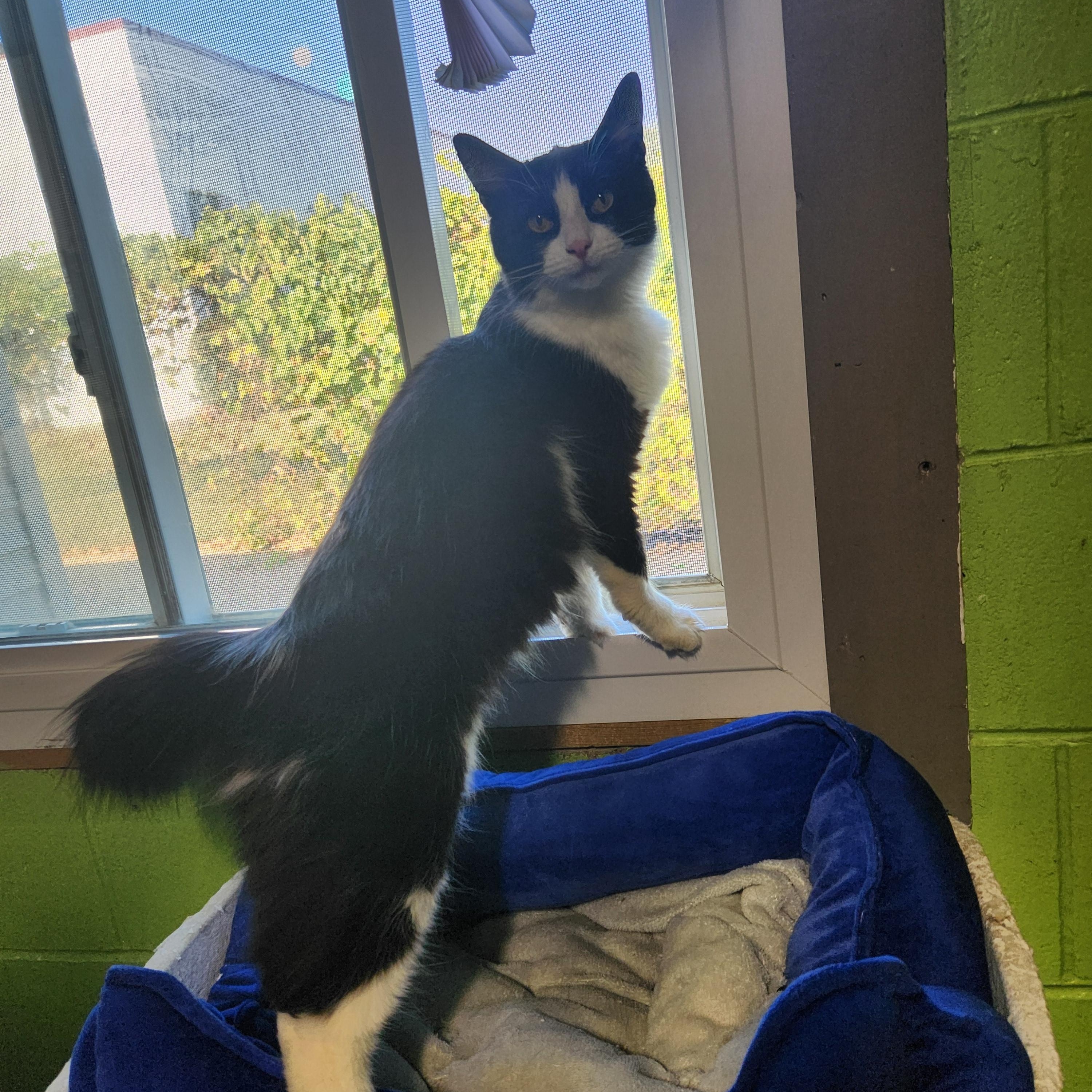 Enlarge Maverick, a Adoptable mixed breed in Bolingbrook, IL image 5/6