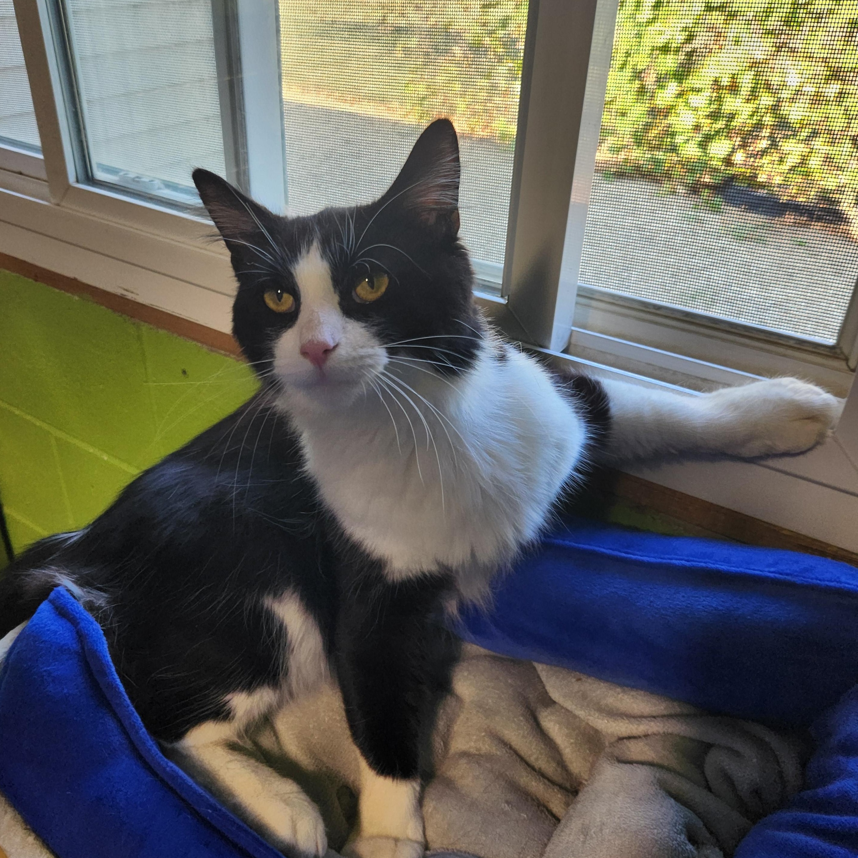 Enlarge Maverick, a Adoptable mixed breed in Bolingbrook, IL image 6/6