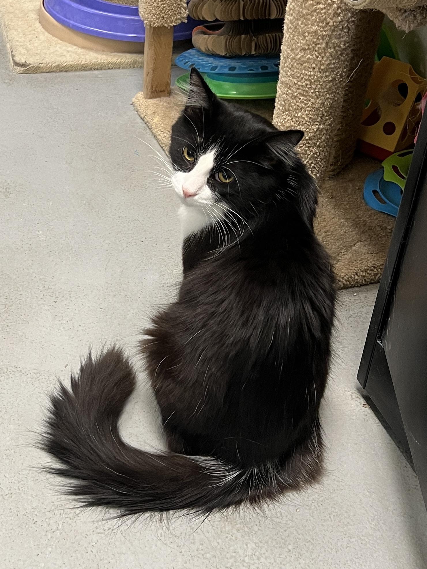 Enlarge Maverick, a Adoptable mixed breed in Bolingbrook, IL image 1/6