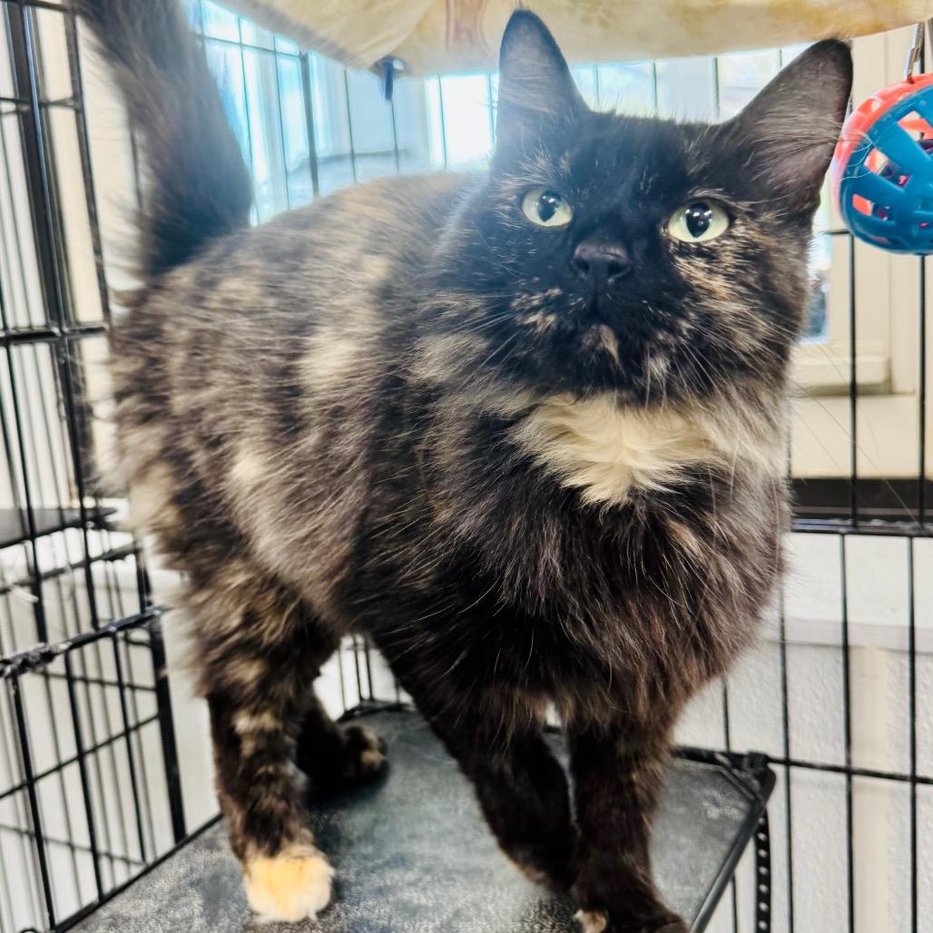 Celine, Adoptable, Adult Female Domestic Long Hair.