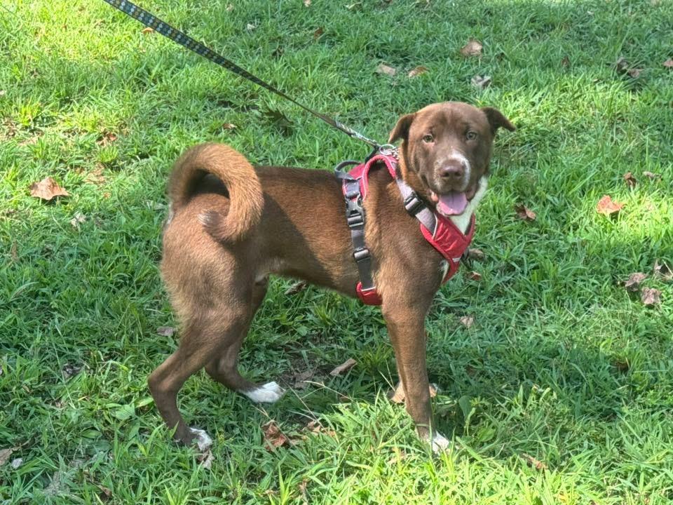 Hershey, a Adoptable mixed breed in Counce, TN image 1/3