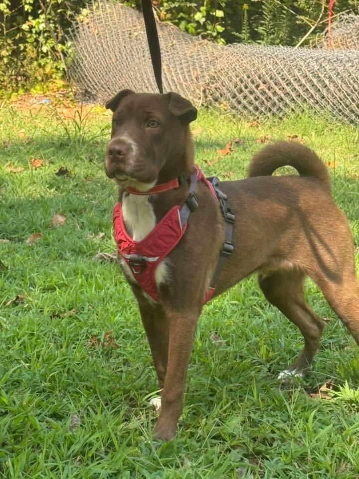 Hershey, a Adoptable mixed breed in Counce, TN image 3/3