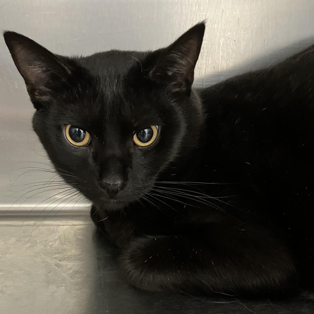 Nico, Adoptable, Adult Male Domestic Short Hair.