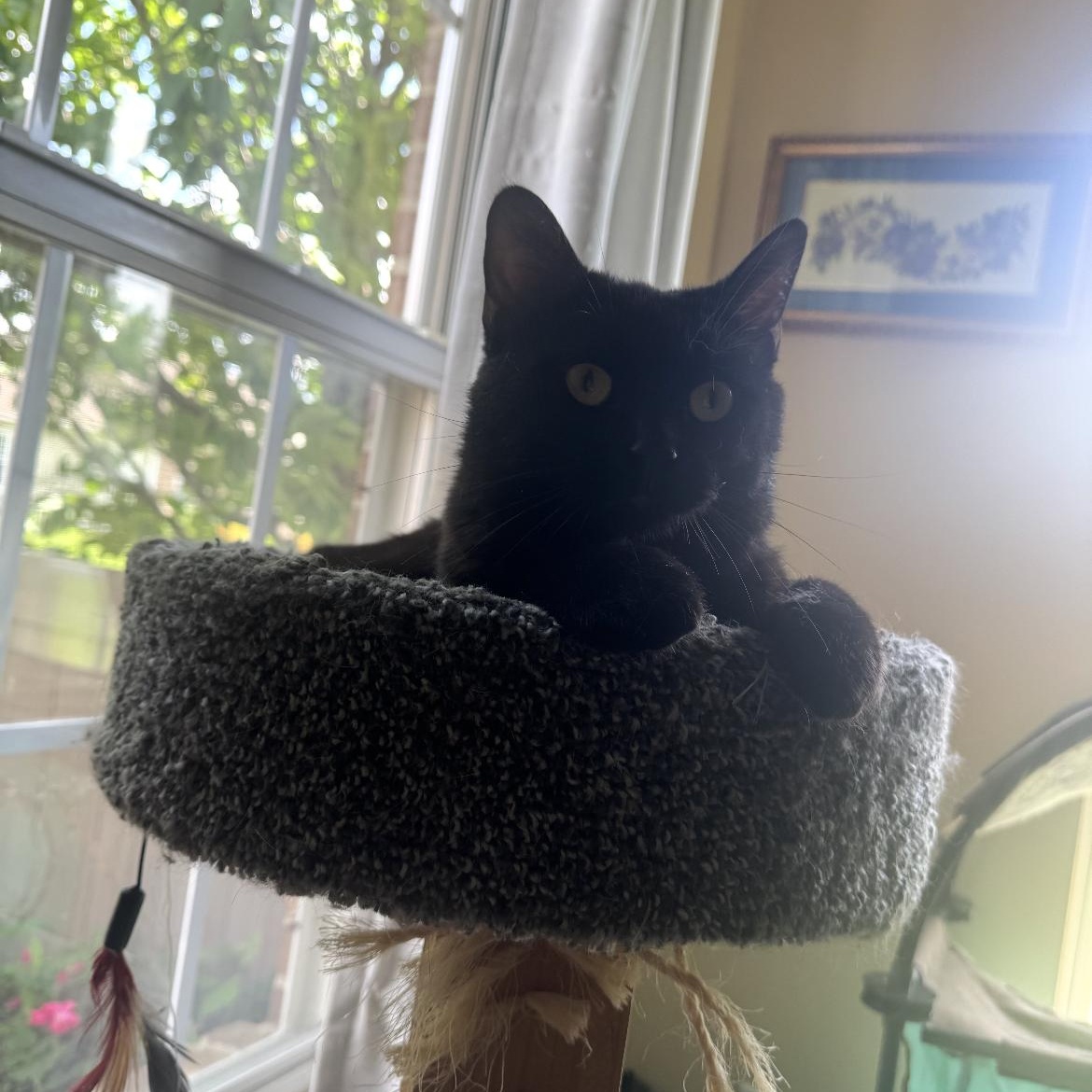 Enlarge Elvis, a ADOPTABLE Domestic Short Hair in Kent, OH image 6/6