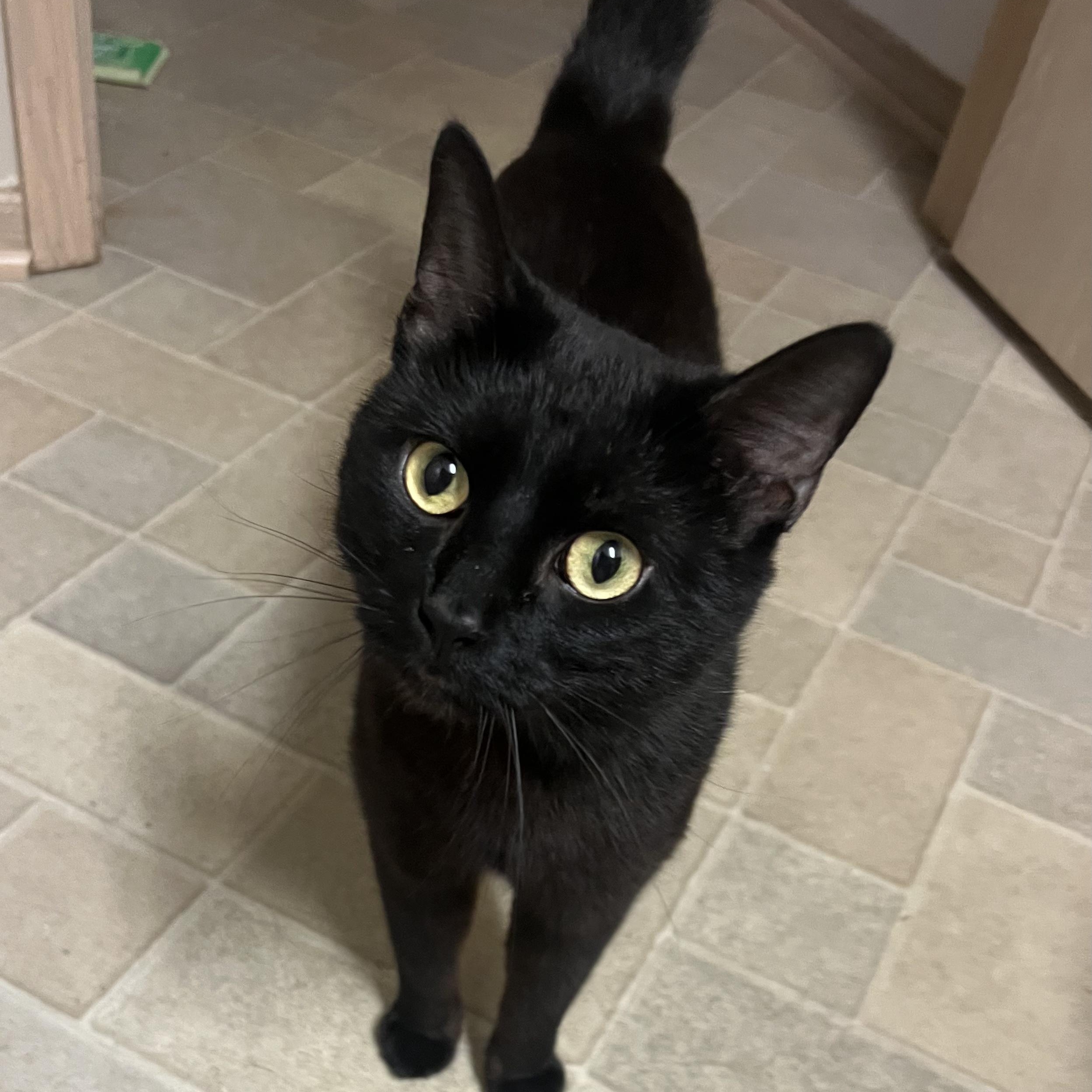 Elvis, ADOPTABLE, Young Male Domestic Short Hair.