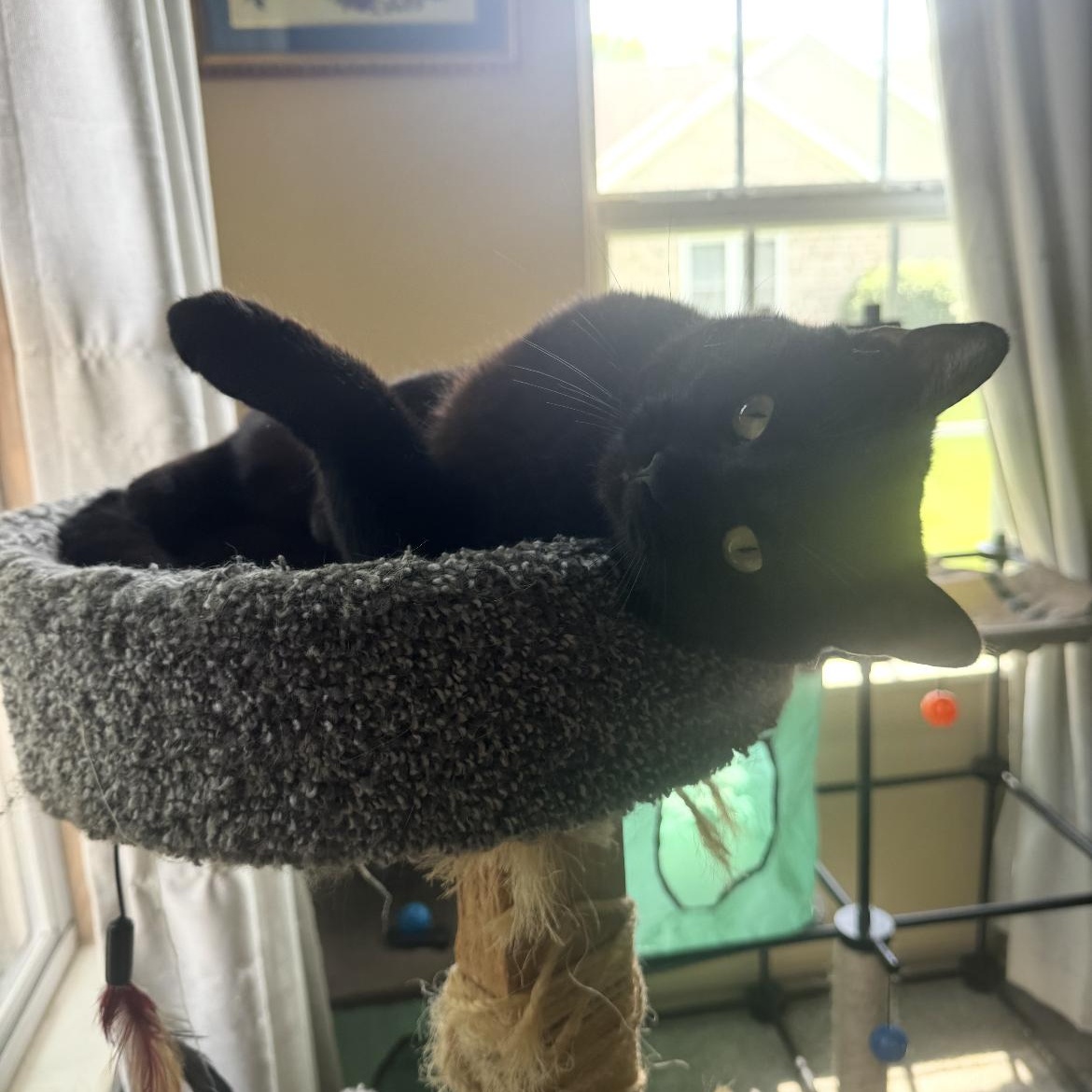 Enlarge Elvis, a ADOPTABLE Domestic Short Hair in Kent, OH image 5/6