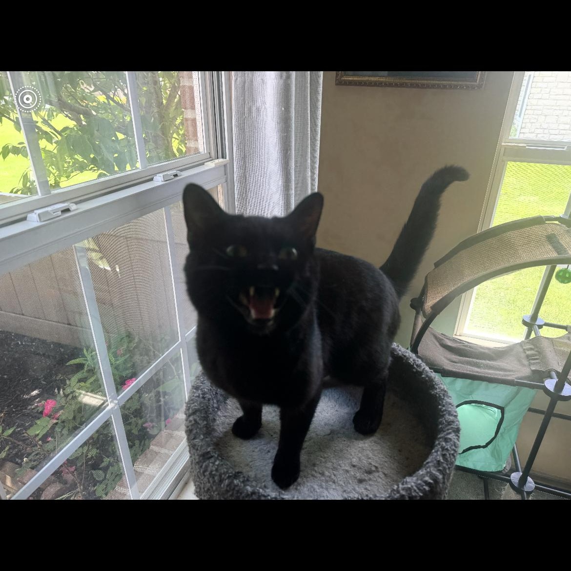 Enlarge Elvis, a ADOPTABLE Domestic Short Hair in Kent, OH image 4/6