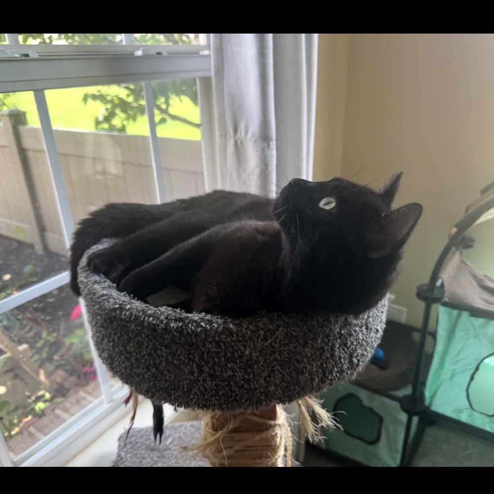 Enlarge Elvis, a ADOPTABLE Domestic Short Hair in Kent, OH image 3/6