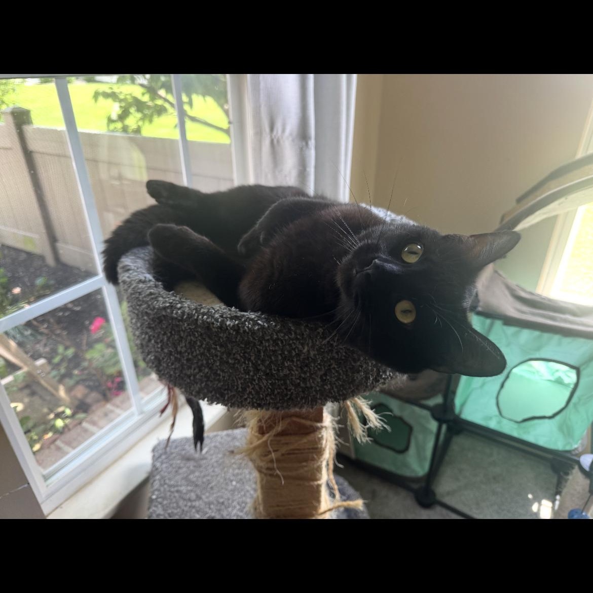 Enlarge Elvis, a ADOPTABLE Domestic Short Hair in Kent, OH image 2/6