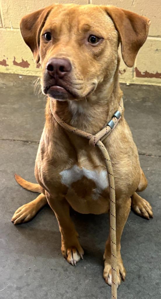 Athena, a Adoptable Pit Bull Terrier in Swainsboro, GA image 2/5
