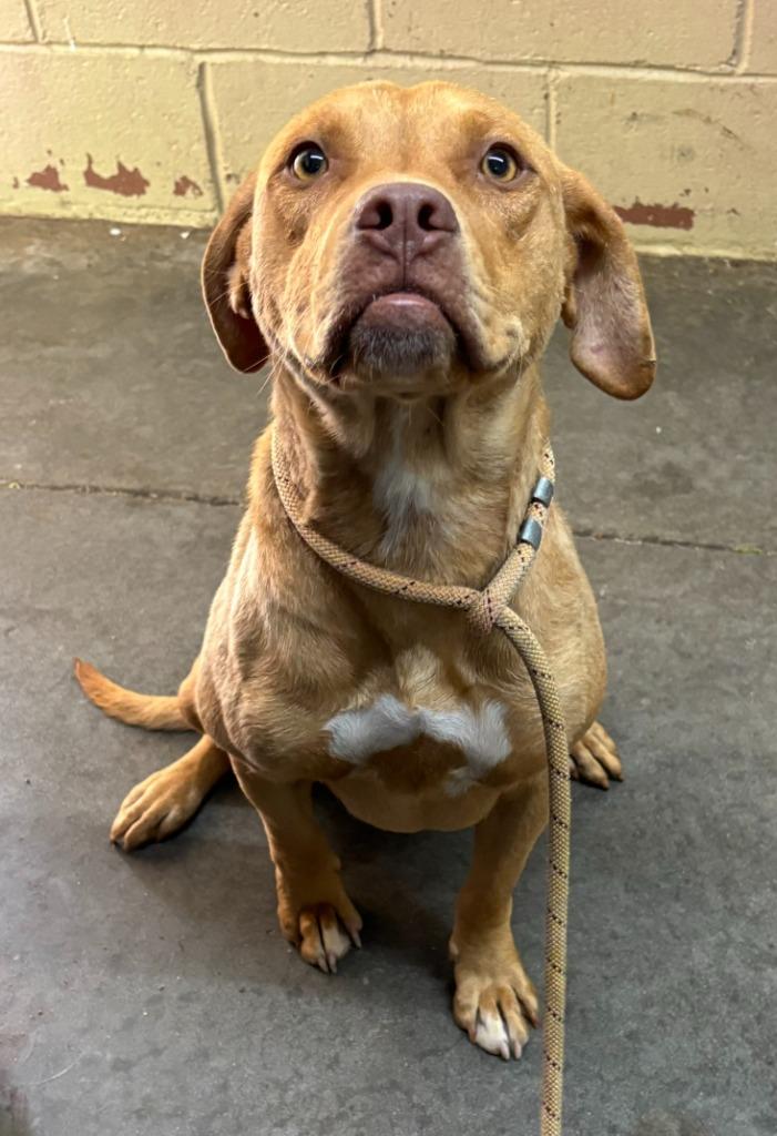 Athena, a Adoptable Pit Bull Terrier in Swainsboro, GA image 3/5