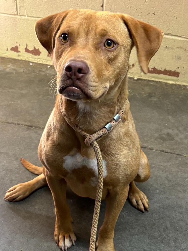 Athena, a Adoptable Pit Bull Terrier in Swainsboro, GA image 4/5