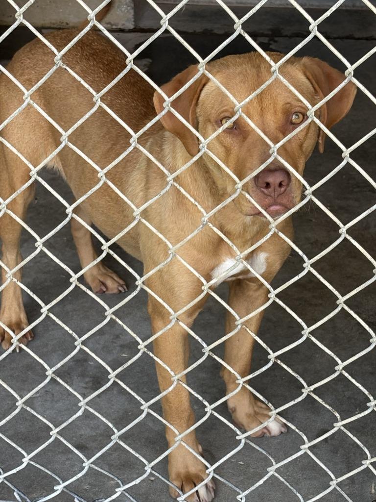 Athena, a Adoptable Pit Bull Terrier in Swainsboro, GA image 5/5