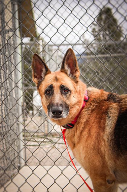 Rose, ADOPTABLE, Adult Female Mixed Breed.