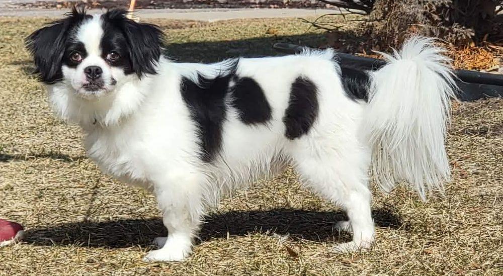 Enlarge Skippy, a ADOPTABLE mixed breed in Portage, WI image 4/4