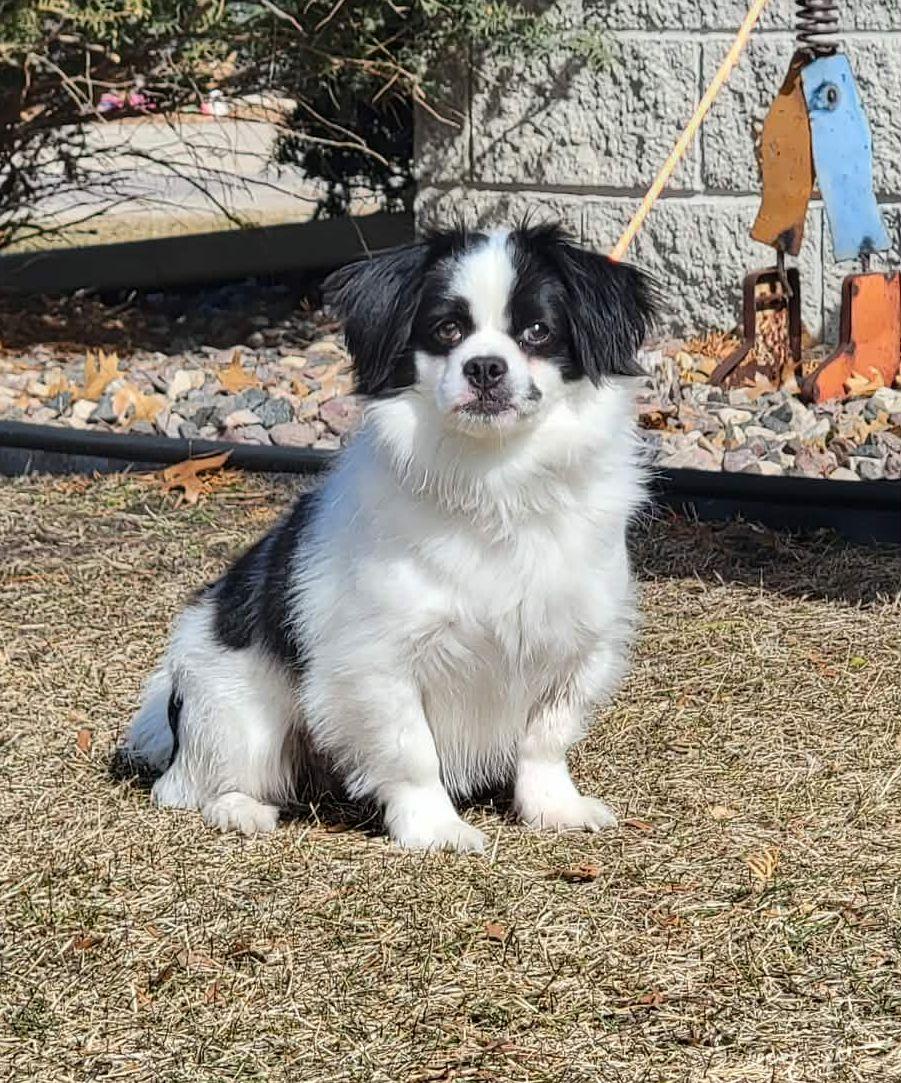 Enlarge Skippy, a ADOPTABLE mixed breed in Portage, WI image 1/4