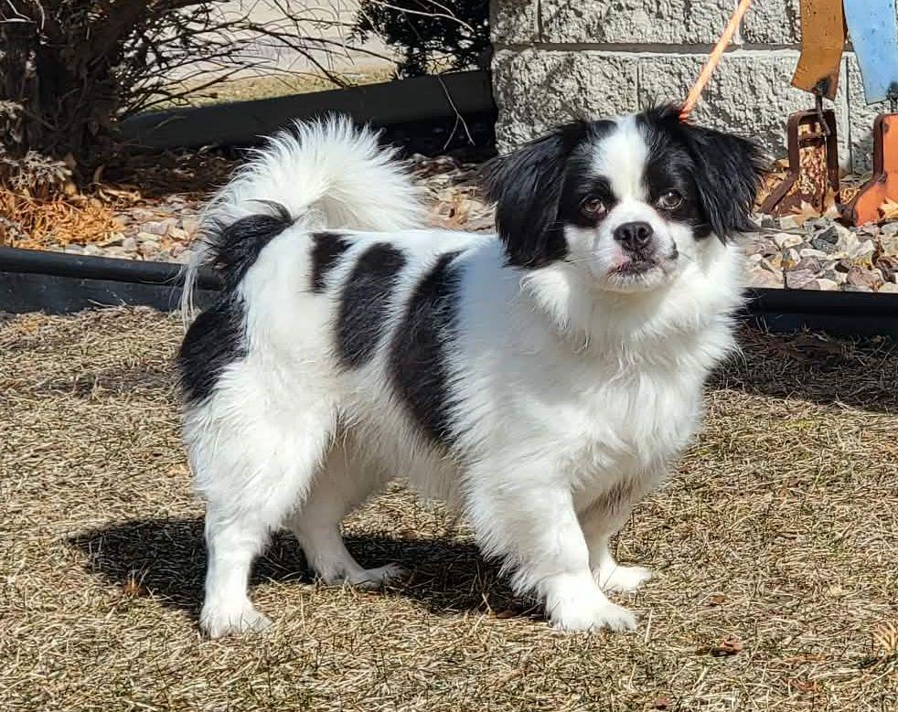 Enlarge Skippy, a ADOPTABLE mixed breed in Portage, WI image 2/4