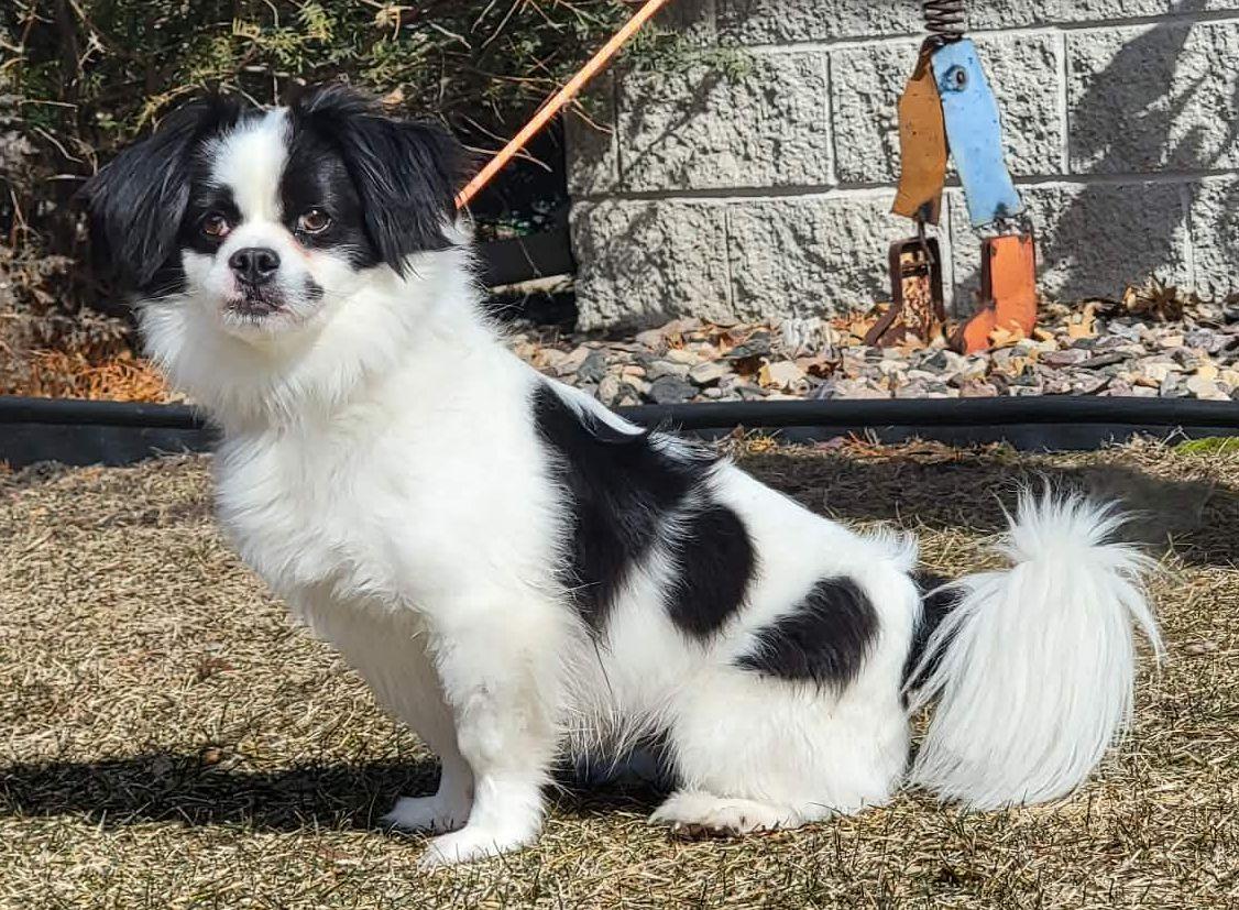 Enlarge Skippy, a ADOPTABLE mixed breed in Portage, WI image 3/4
