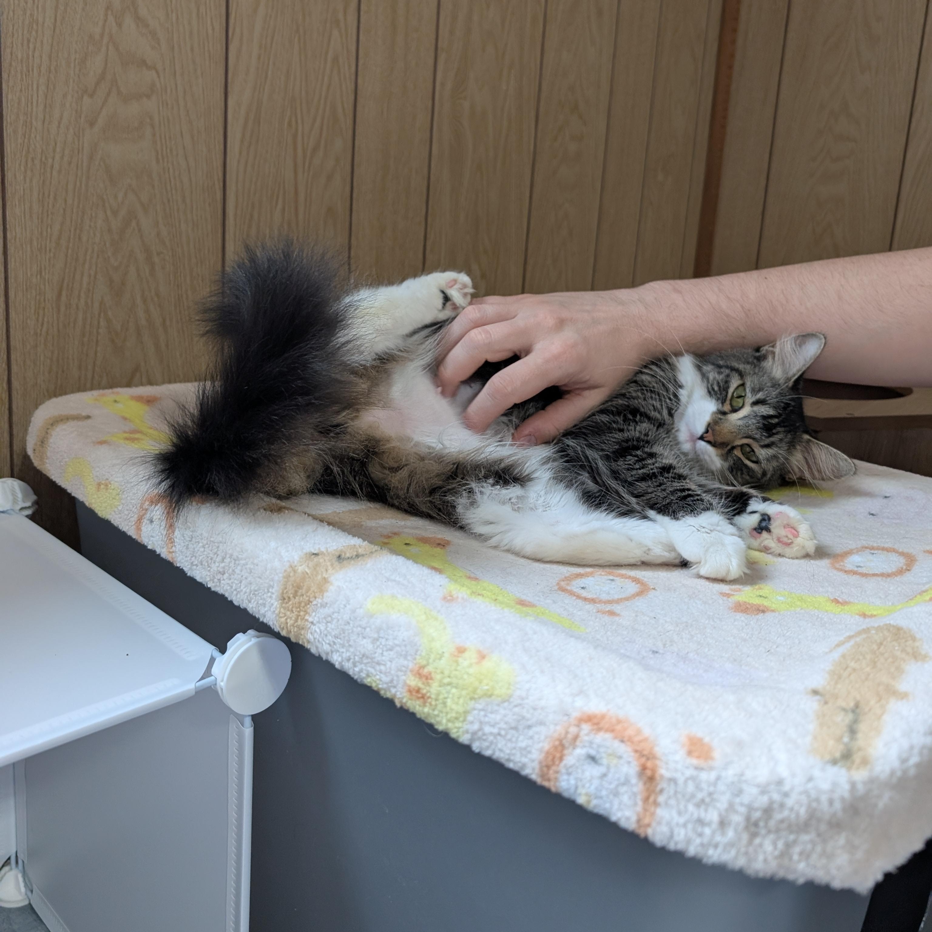 Mary @ Fat Cat Books, a Adopted Domestic Medium Hair in Tallahassee, FL image 3/6
