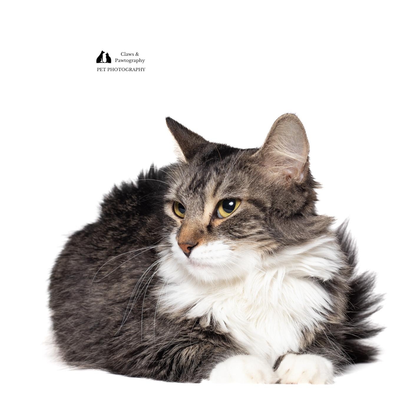 Mary @ Fat Cat Books, a Adopted Domestic Medium Hair in Tallahassee, FL image 4/6