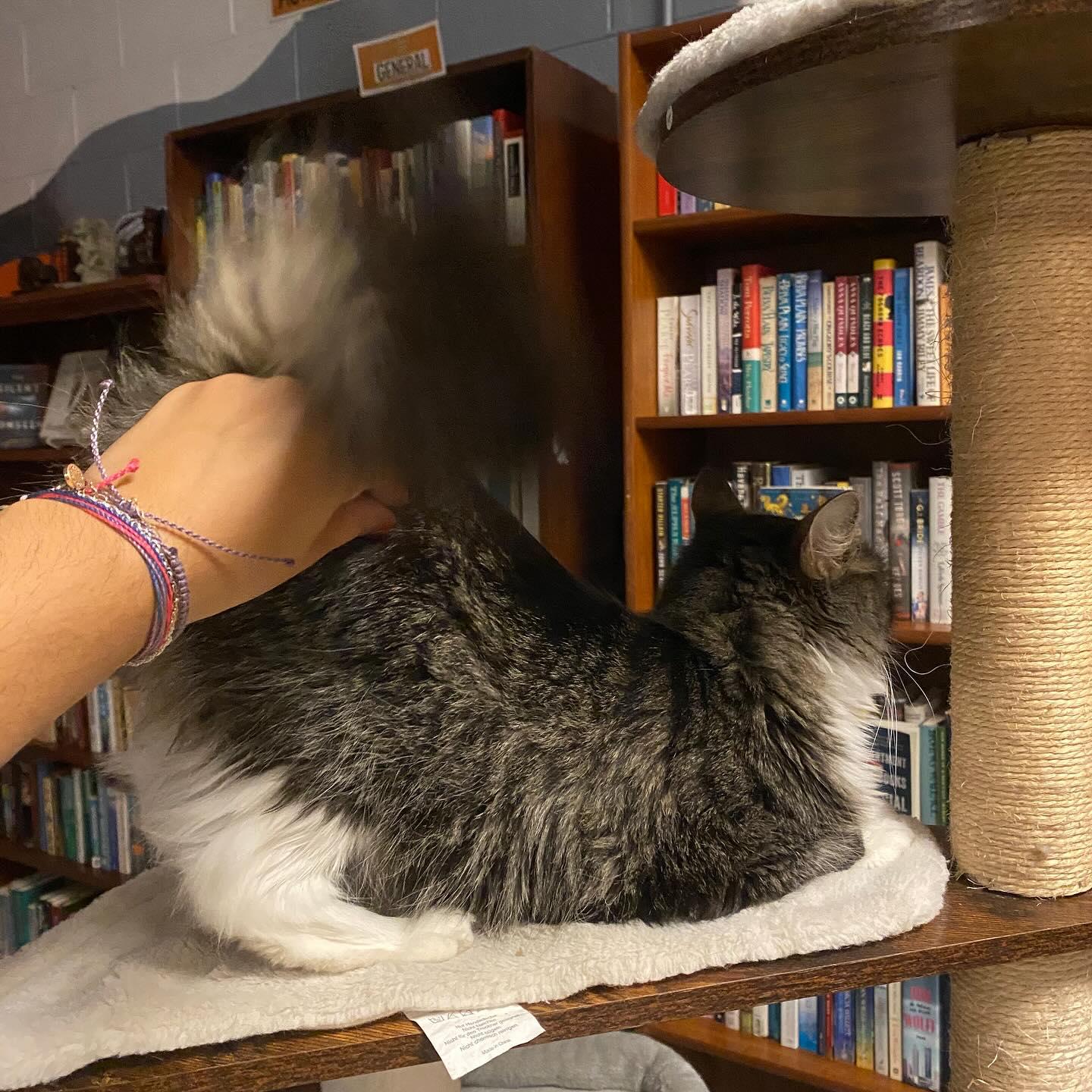 Mary @ Fat Cat Books, a Adopted Domestic Medium Hair in Tallahassee, FL image 2/6