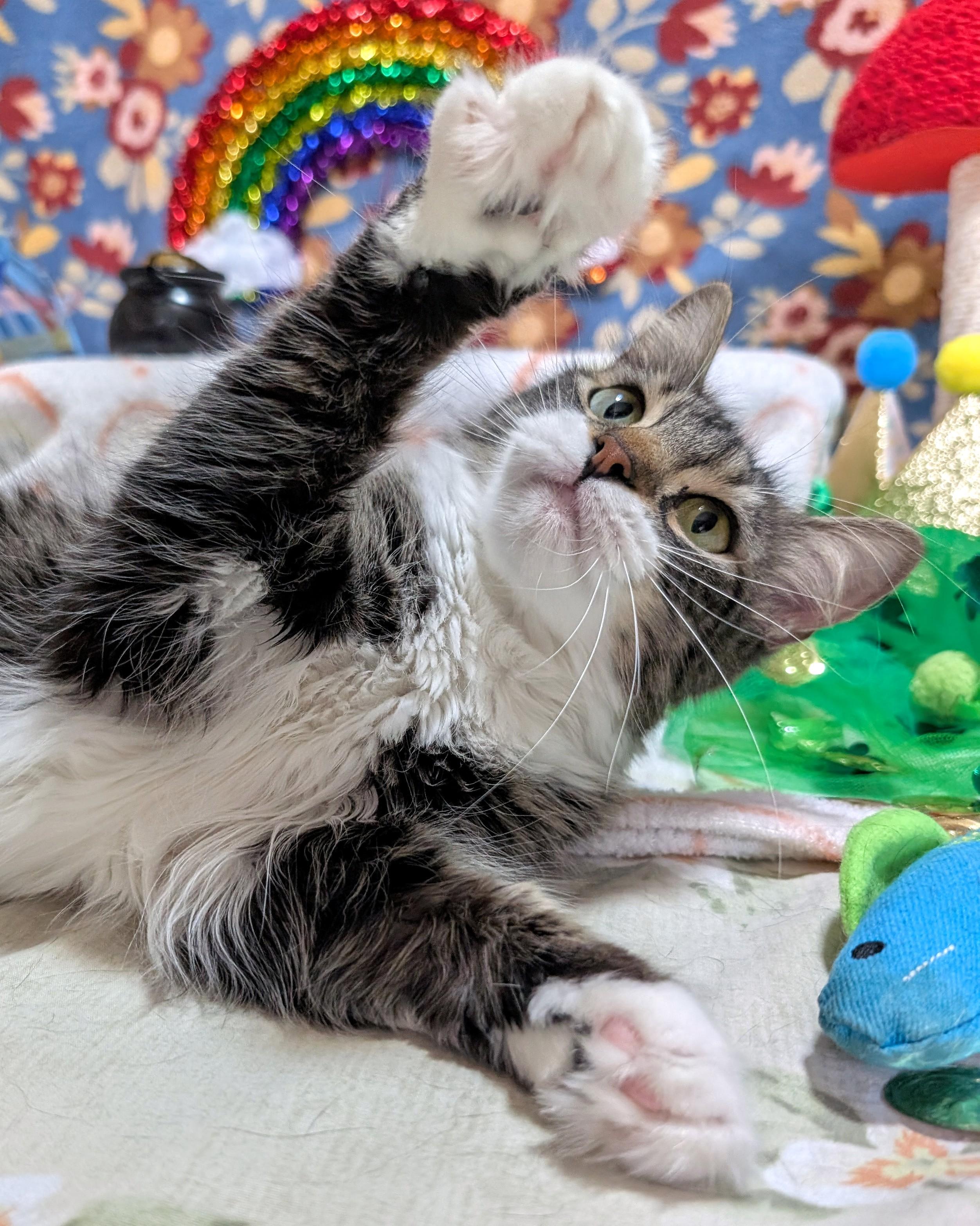 Mary @ Fat Cat Books, a Adopted Domestic Medium Hair in Tallahassee, FL image 1/6