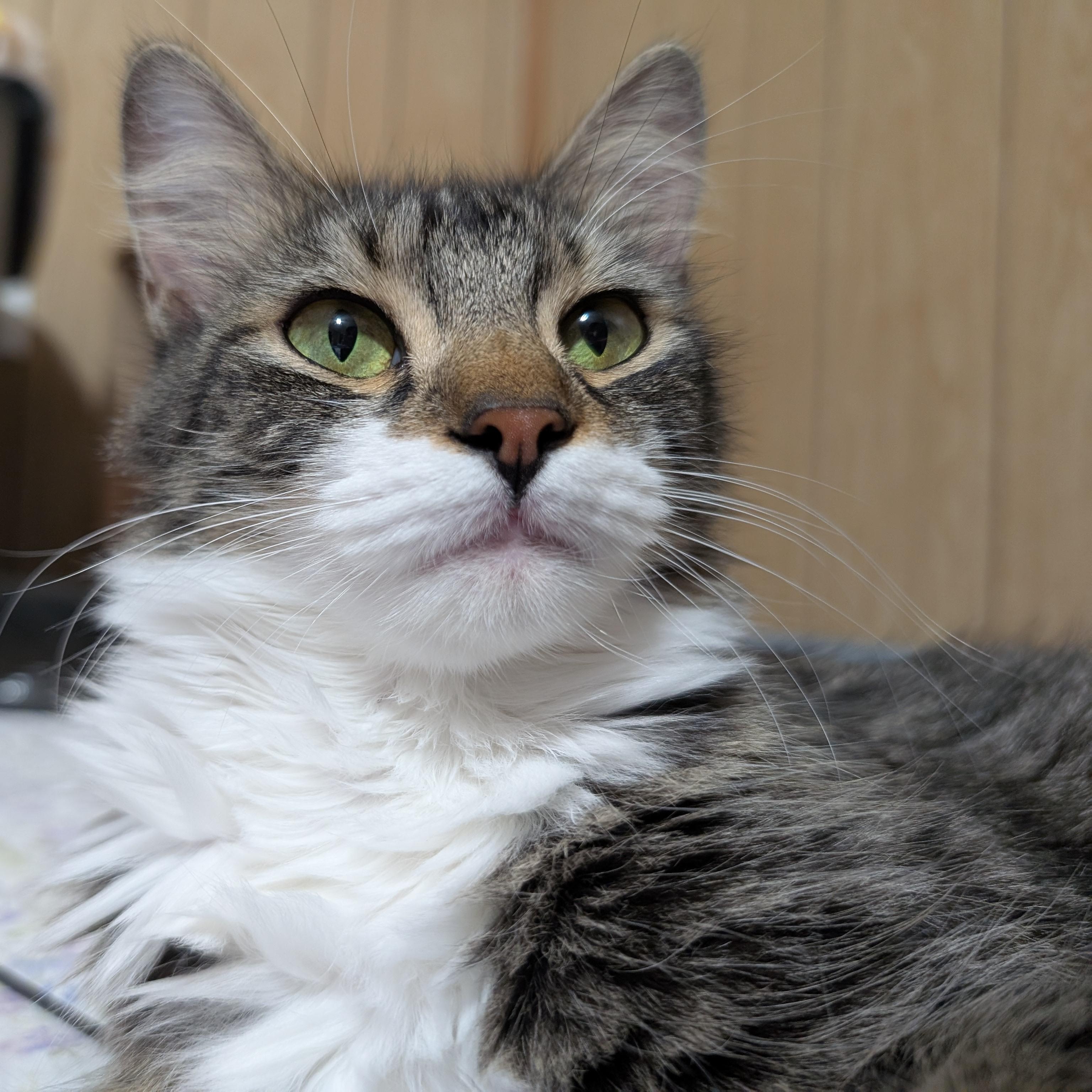 Mary @ Fat Cat Books, a Adopted Domestic Medium Hair in Tallahassee, FL image 5/6