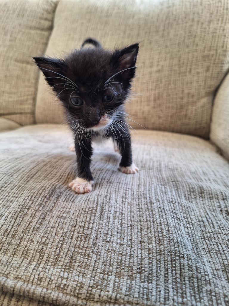Patty Melt, Adopted, Kitten Male Domestic Short Hair.