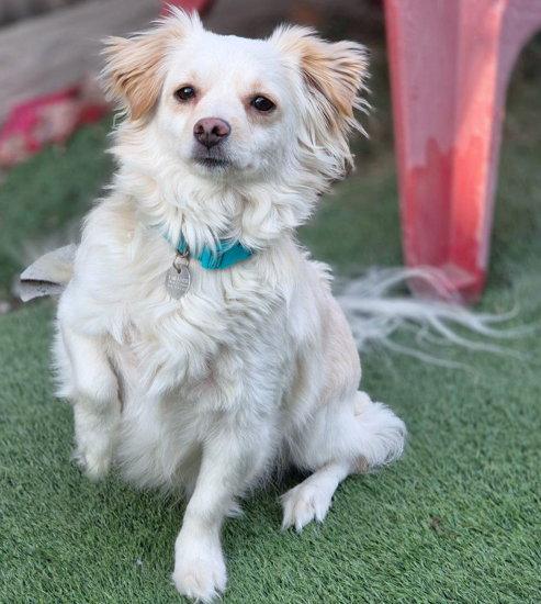 Prince, Adoptable, Adult Male Pomeranian & Dachshund.